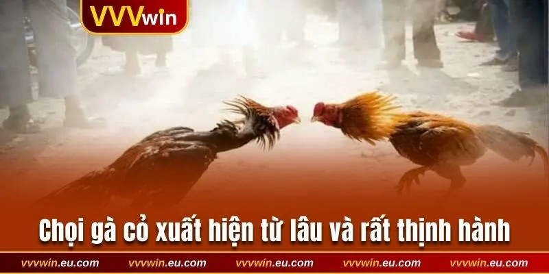 Chọi gà cỏ xuất hiện từ lâu và rất thịnh hành